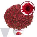 Afbeelding van Bolchrysant gehoest P19 "Rauw" Red